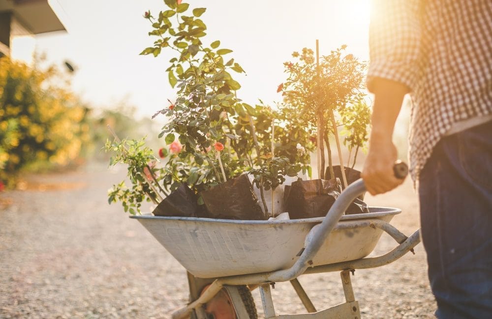 Our guide to moving your garden