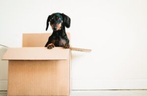 A guide to moving with pets