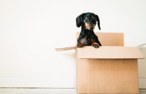 A guide to moving with pets