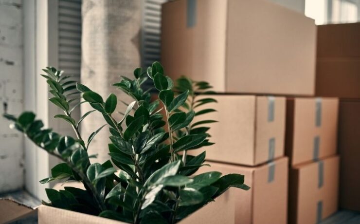 What makes a tree moving service reliable?